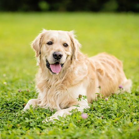 Happy golden retriever on grass
