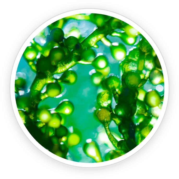 Chlorella Powder