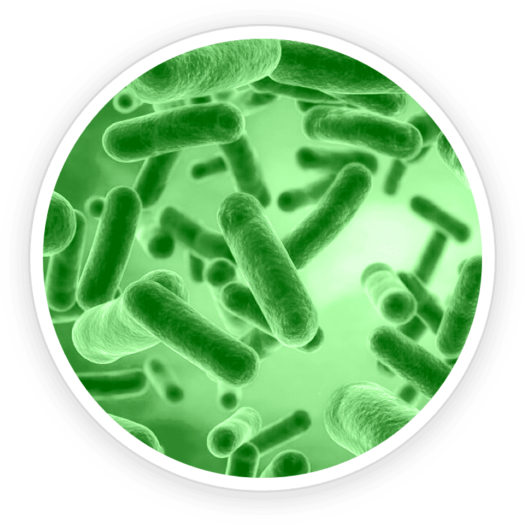 Bacillus Coagulans