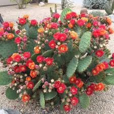 Opuntia Phaeacantha prickly pear cactus antioxidant ingredient in NerveCalm