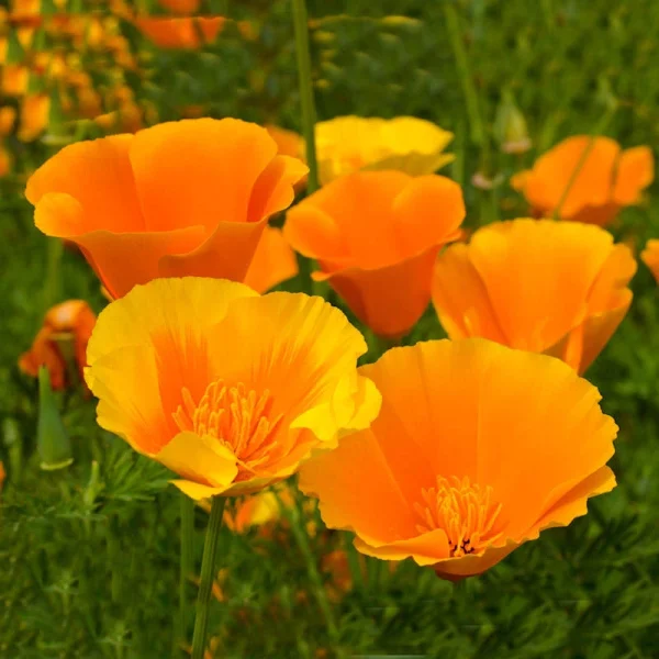 California Poppy Seed natural nerve function supplement ingredient in NerveCalm